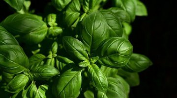 Ritual para inativar inveja e os inimigos