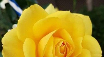 Checklist para se preparar para uma sesso de Tarot.